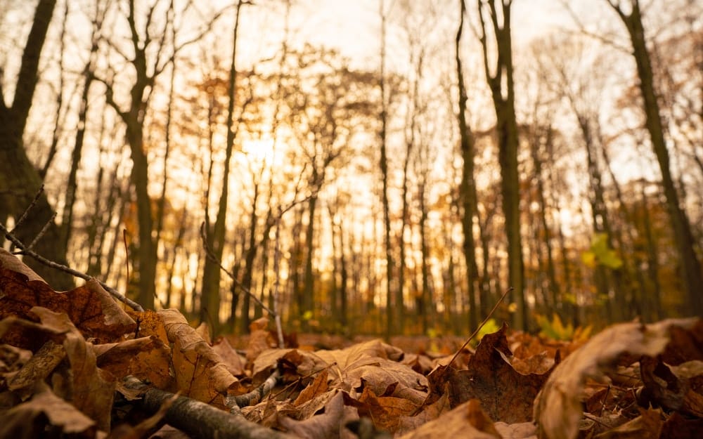 Paint By Numbers | Trees During Golden Hour