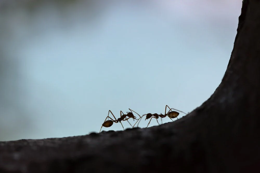 Paint By Numbers | Ant - Two Black Ant