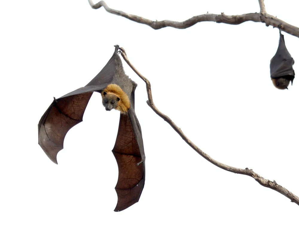 Paint By Numbers | Bat - Two Brown-And-Black Bats On Brown Wood Branches