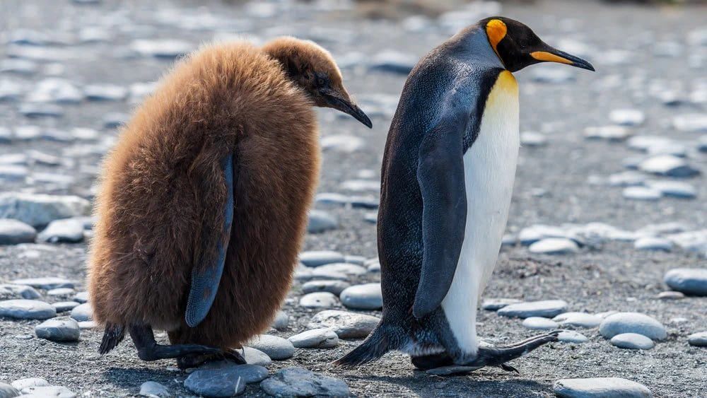 Paint By Numbers | Penguin - Two Brown And White Penguins Walking On Stone Covered Field