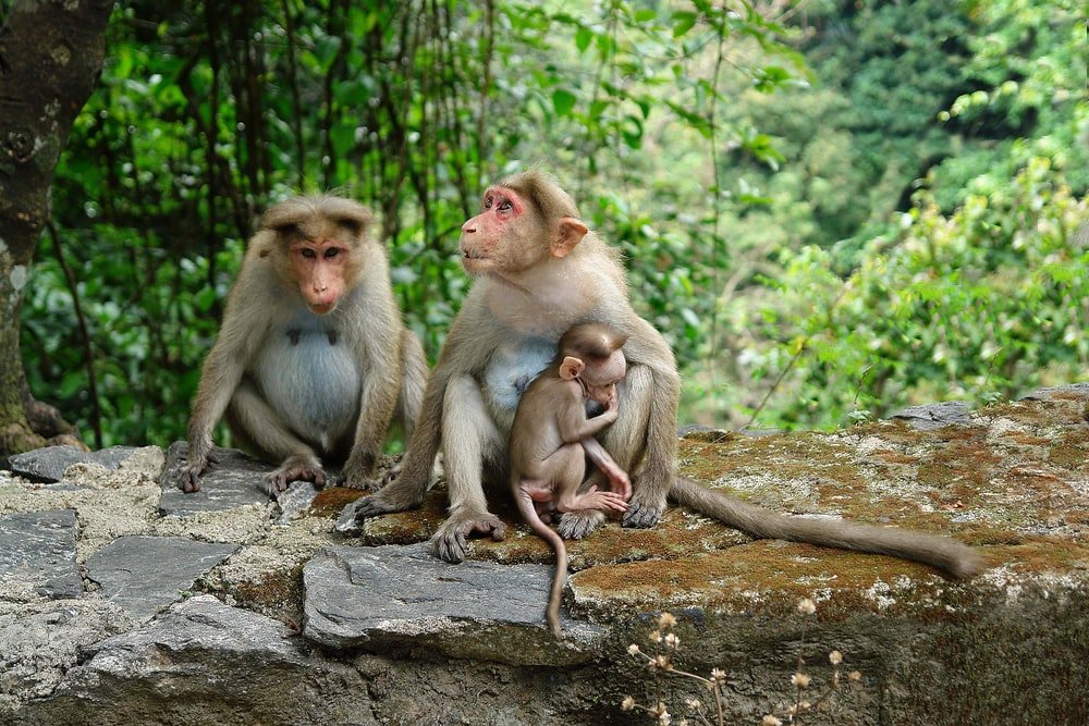 Paint By Numbers | Baboon - Two Brown Primate Sitting On Rock