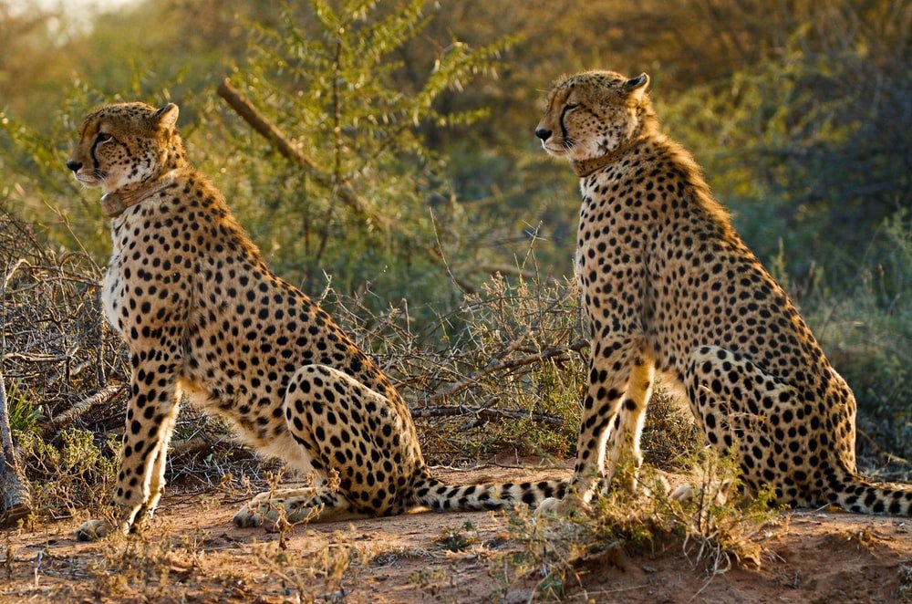 Paint By Numbers | Cheetah - Two Cheetah On Rock