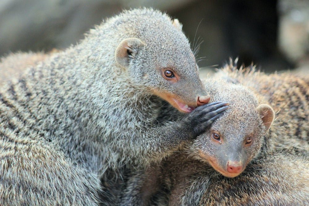 Paint By Numbers | Mongoose - Two Gray Rodents