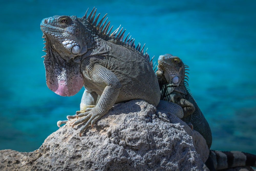Paint By Numbers | Iguana - Two Green Bearded Dragons