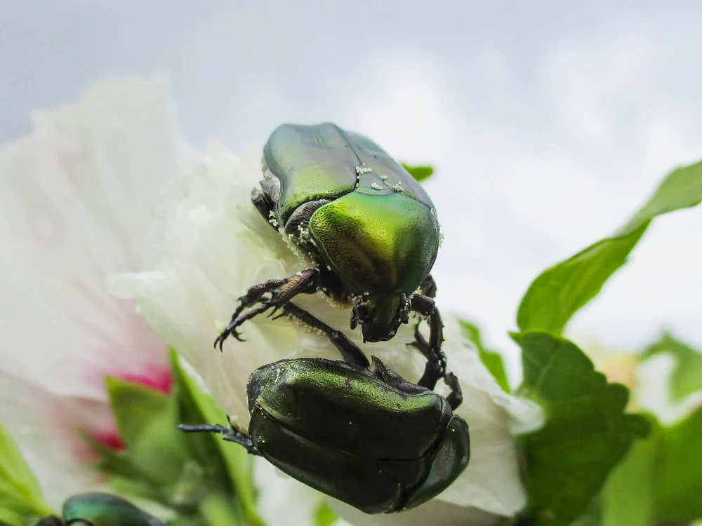Paint By Numbers | Beetle - Two Green Beetle On White Flower