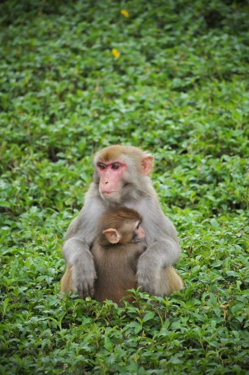 Paint By Numbers | Baboon - Two Grey Monkey Sitting On Grass