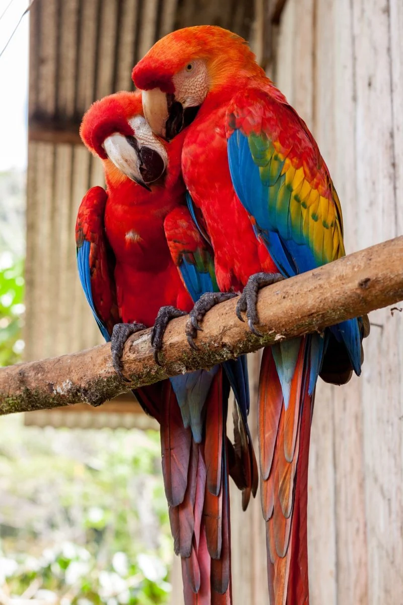 Paint By Numbers | Parrot - Two Red Parrots On Stick