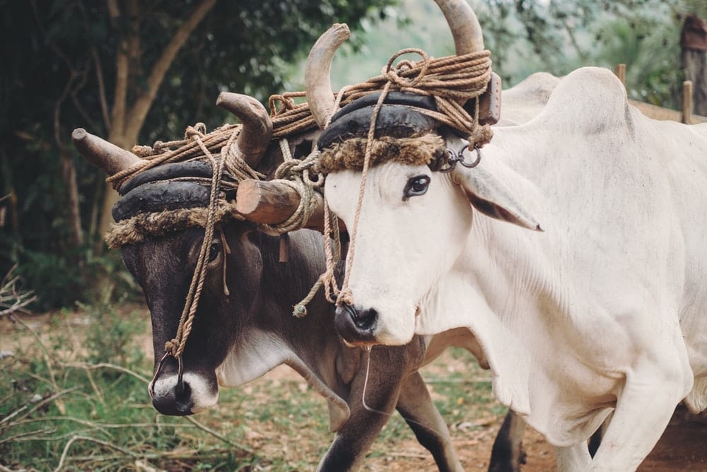Paint By Numbers | Ox - Two White And Brown Cattle