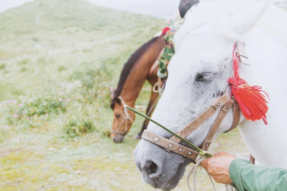 Paint By Numbers | Guiyang - Two White And Brown Horse Standing On Grass Field