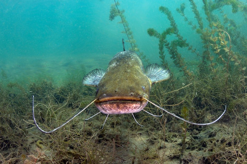 Paint By Numbers | Catfish - Underwater Photography Of Catfish
