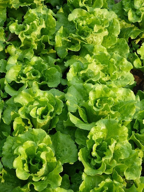 Vegetable 萵 Giant Like A Rose Paint By Number Kit