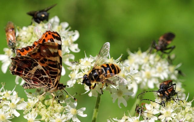 Wasp House Wasp Polistes Dominulus Paint By Number Kit