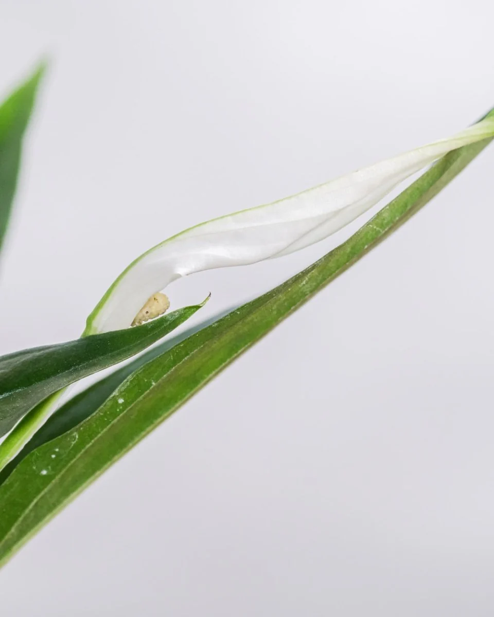 Paint By Numbers | Aphid - Water Dew On Green Leaf