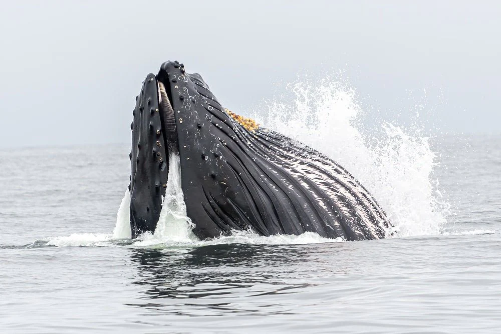 Paint By Numbers | Humpback Whale - Water Splash On Body Of Water