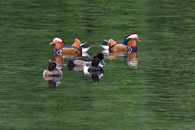 Waters Bird Duck Paint By Number Kit