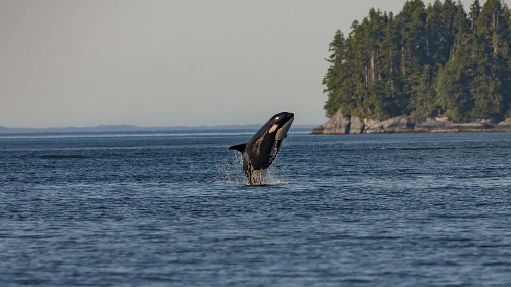Paint By Numbers | Orca - Whale In Sea