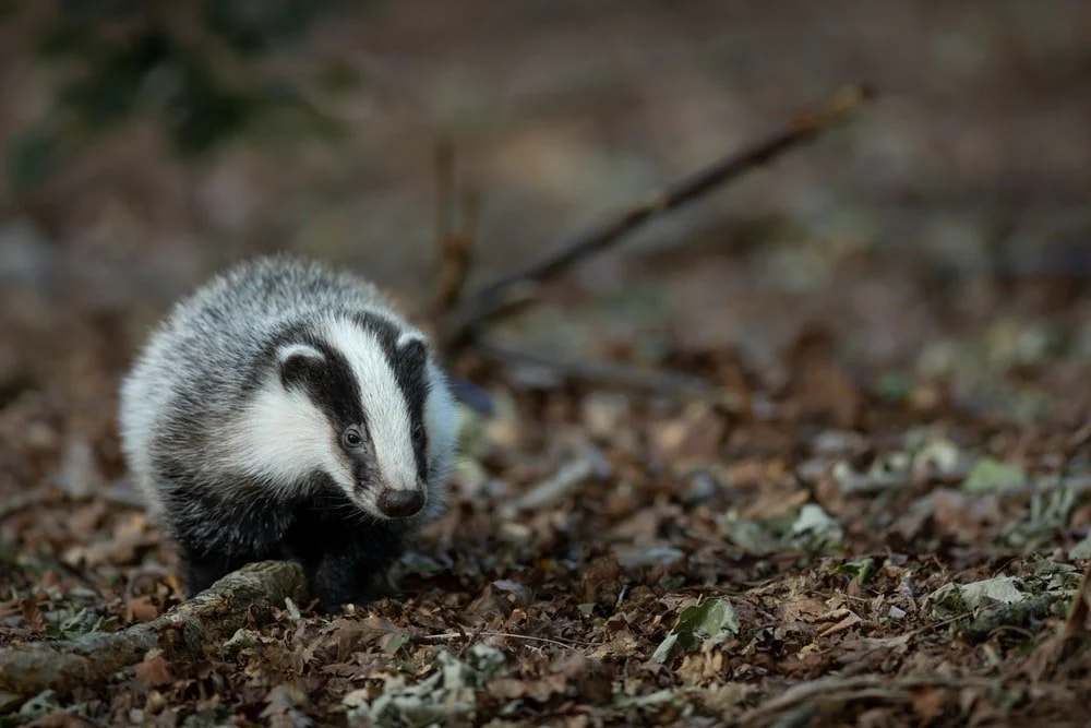Paint By Numbers | Badger - White And Black Animal On Brown Soil