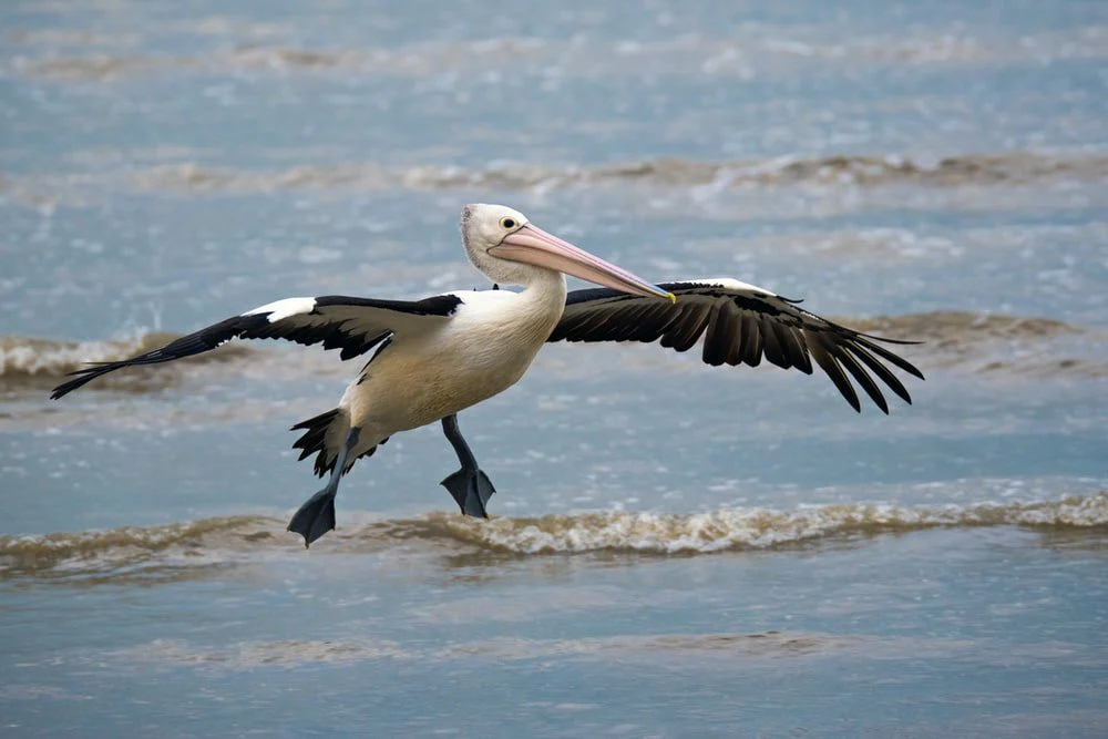 Paint By Numbers | Pelican - White And Black Bird Standing In Body Of Water