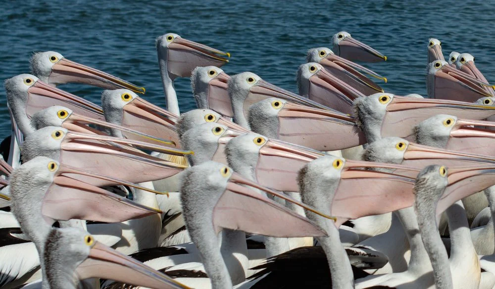 Paint By Numbers | Pelican - White And Black Birds On Sea During Daytime