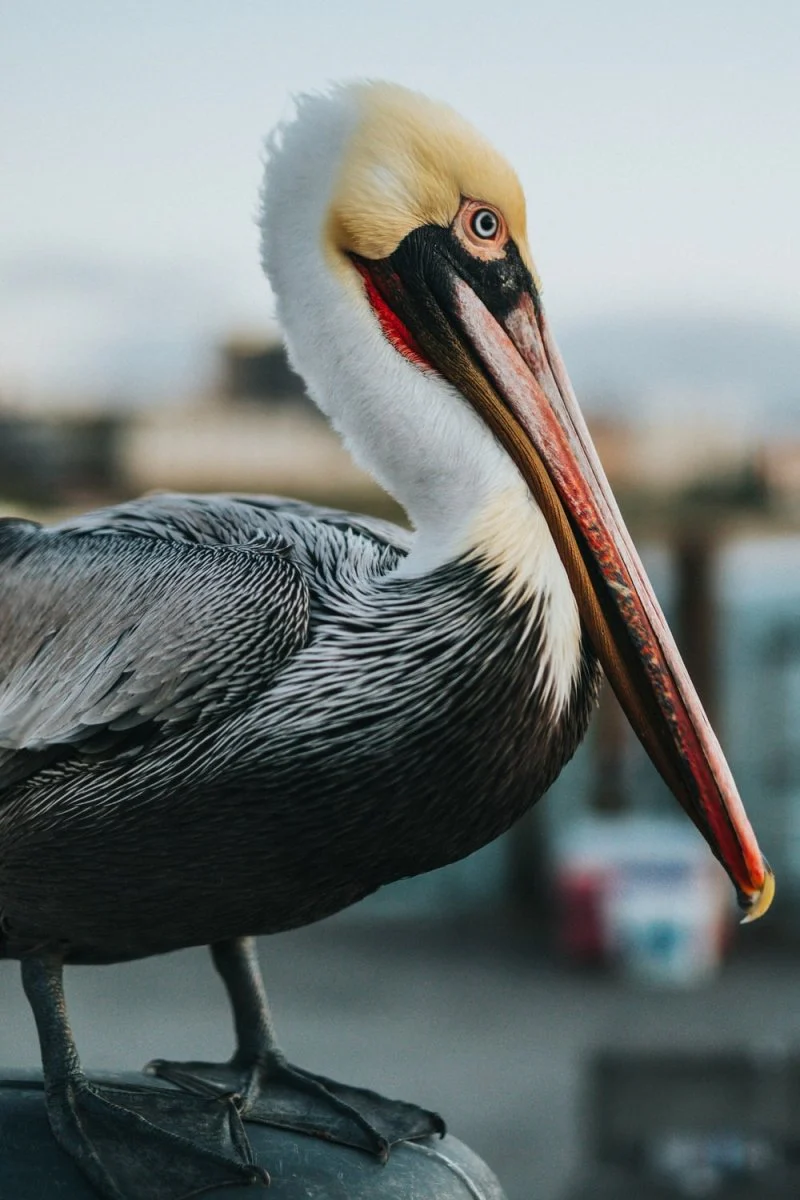 Paint By Numbers | Pelican - White And Black Duck
