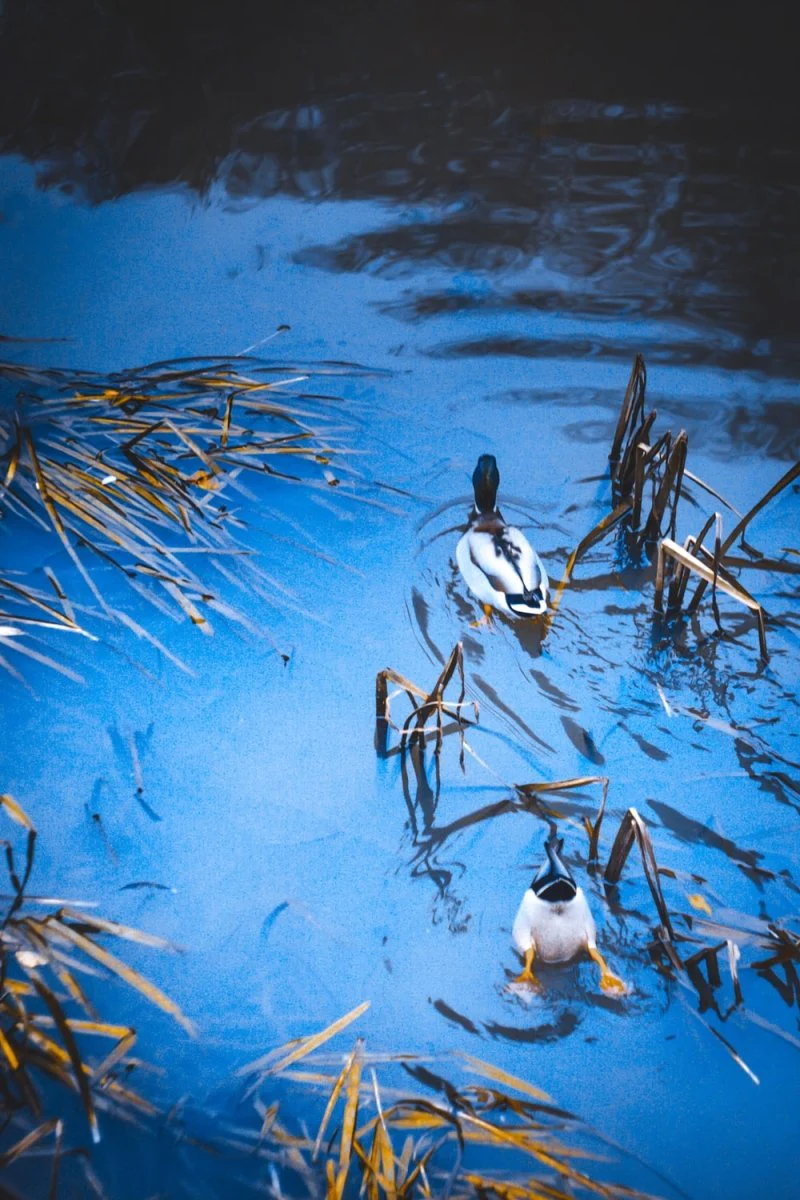 Paint By Numbers | Ass - White And Black Duck On Water