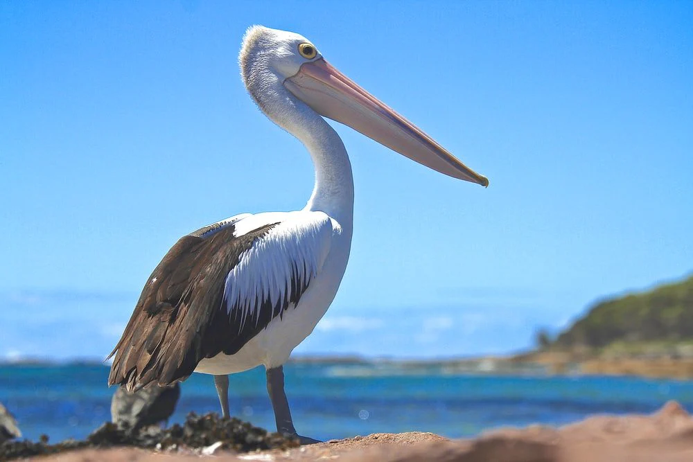 Paint By Numbers | Pelican - White And Black Pelican Perched On Brown Island During Day