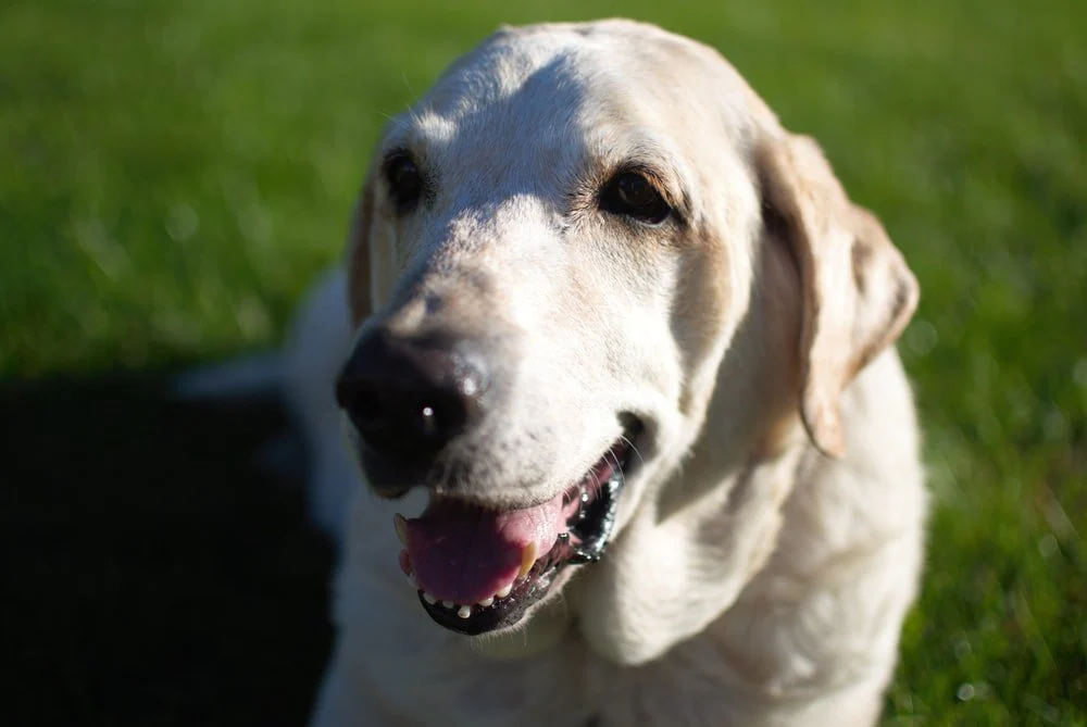 Paint By Numbers | Basset Hound - White And Brown Dog On Grasses