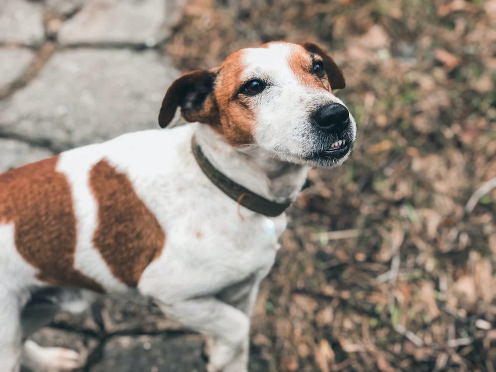 Paint By Numbers | Basset Hound - White And Brown Short Coated Dog Sitting On Brown Dried Leaves