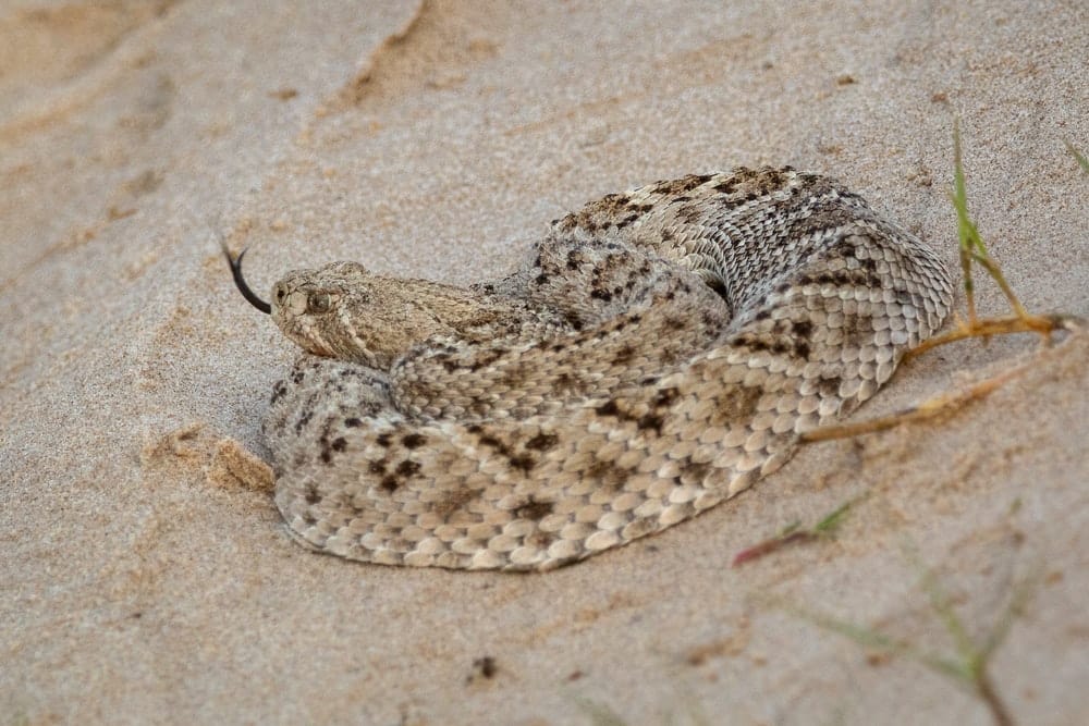 Paint By Numbers | Rattlesnake - White And Brown Snake On Brown Sand