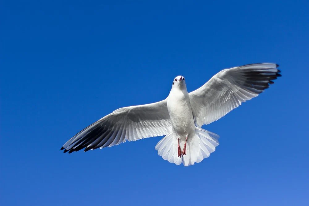 Paint By Numbers | Bird - White And Gray Bird Flying On Top