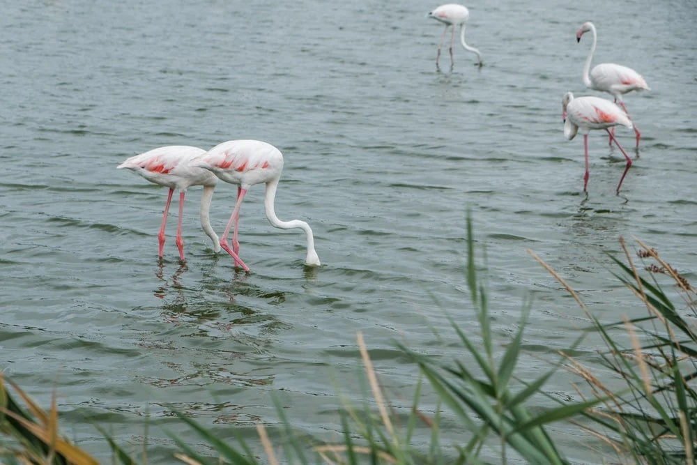 Paint By Numbers | Alligator - White And Pink Flamingos