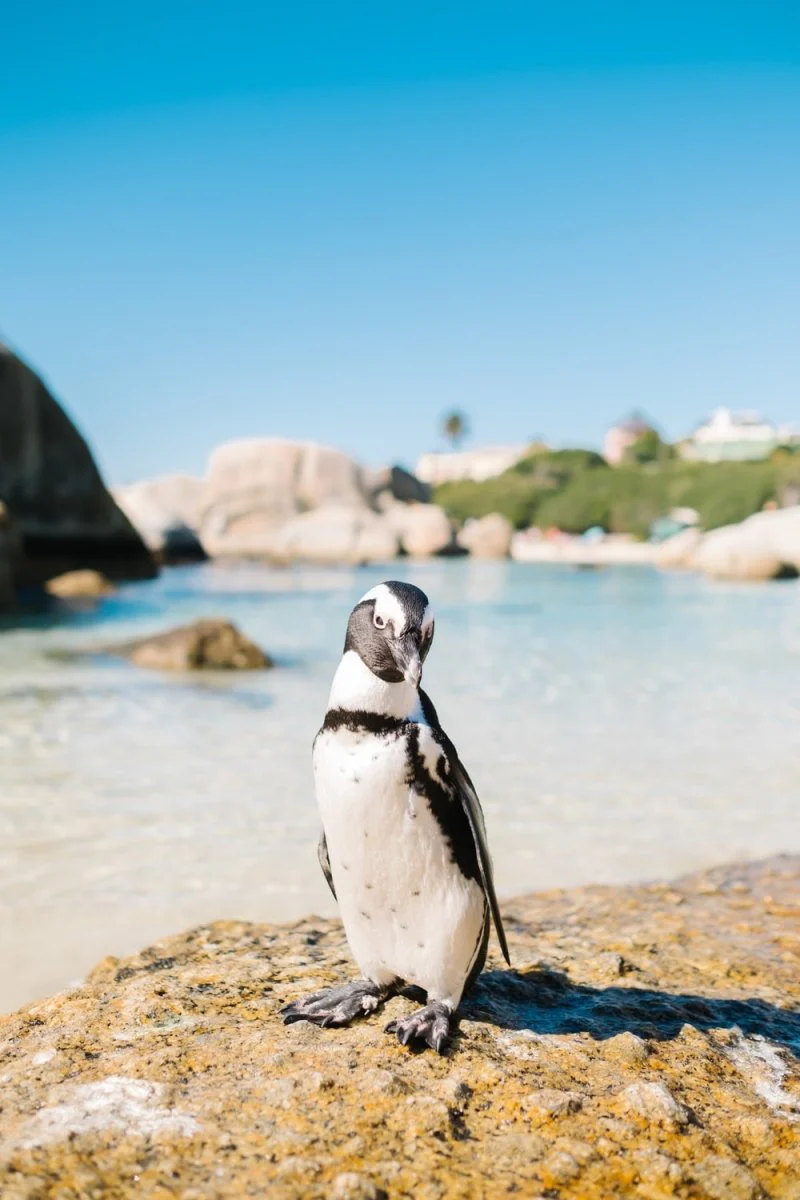 Paint By Numbers | Penguin - White Bird Near Sea