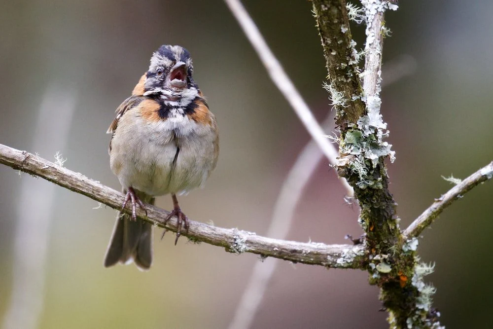 Paint By Numbers | Aphid - White, Brown, And Black Bird On The Twig Photography