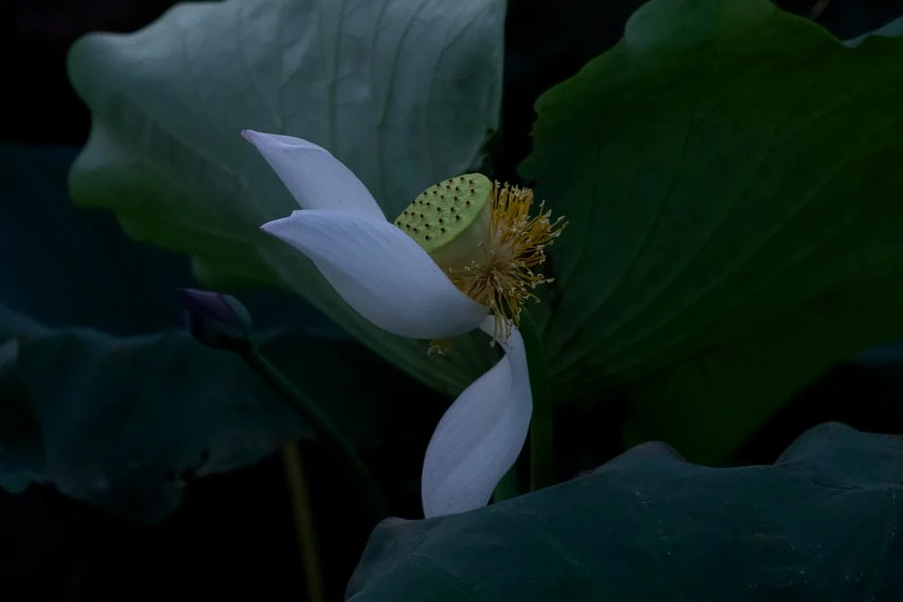 Paint By Numbers | Taizhou - White Flower With Green Leaves