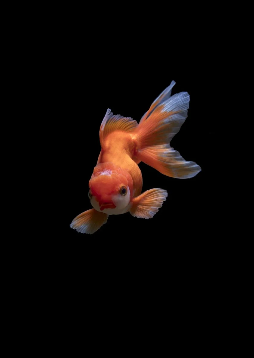 Paint By Numbers | Fish - White Gold Fish
