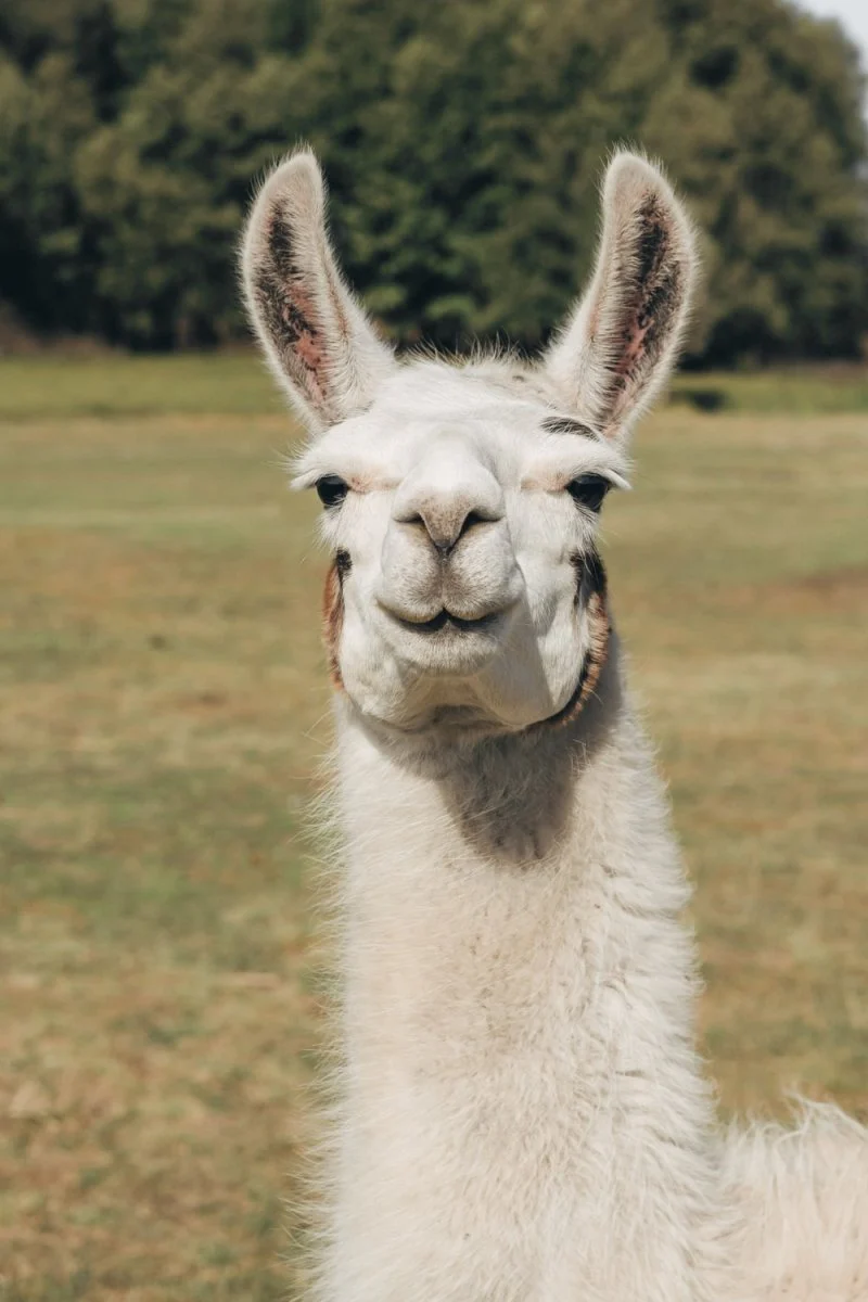 Paint By Numbers | Alpaca - White Llama On Green Grass Field During Daytime