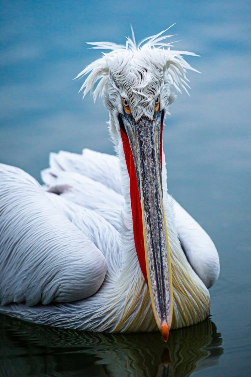 Paint By Numbers | Pelican - White Pelican On Body Of Water During Daytime