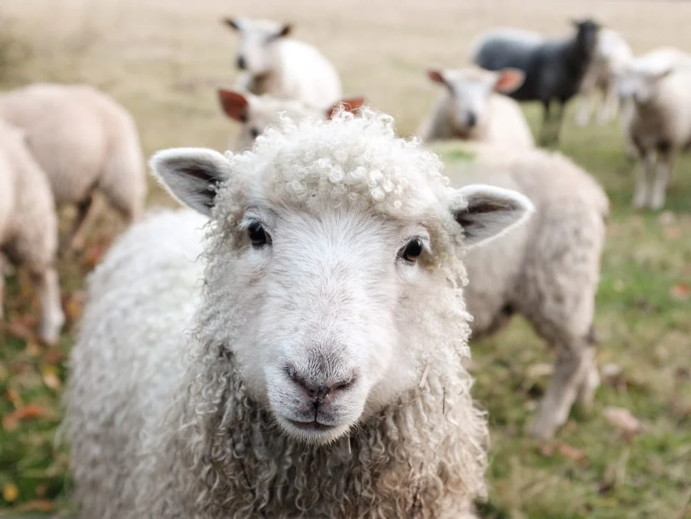 Paint By Numbers | Sheep - White Sheep On Green Grass During Daytime