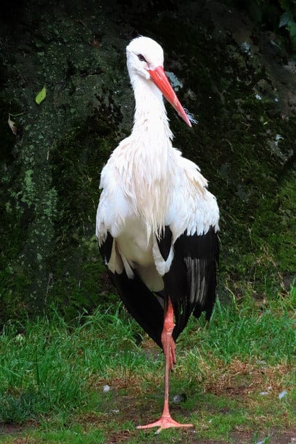Wildlife Bird Stork Paint By Number Kit