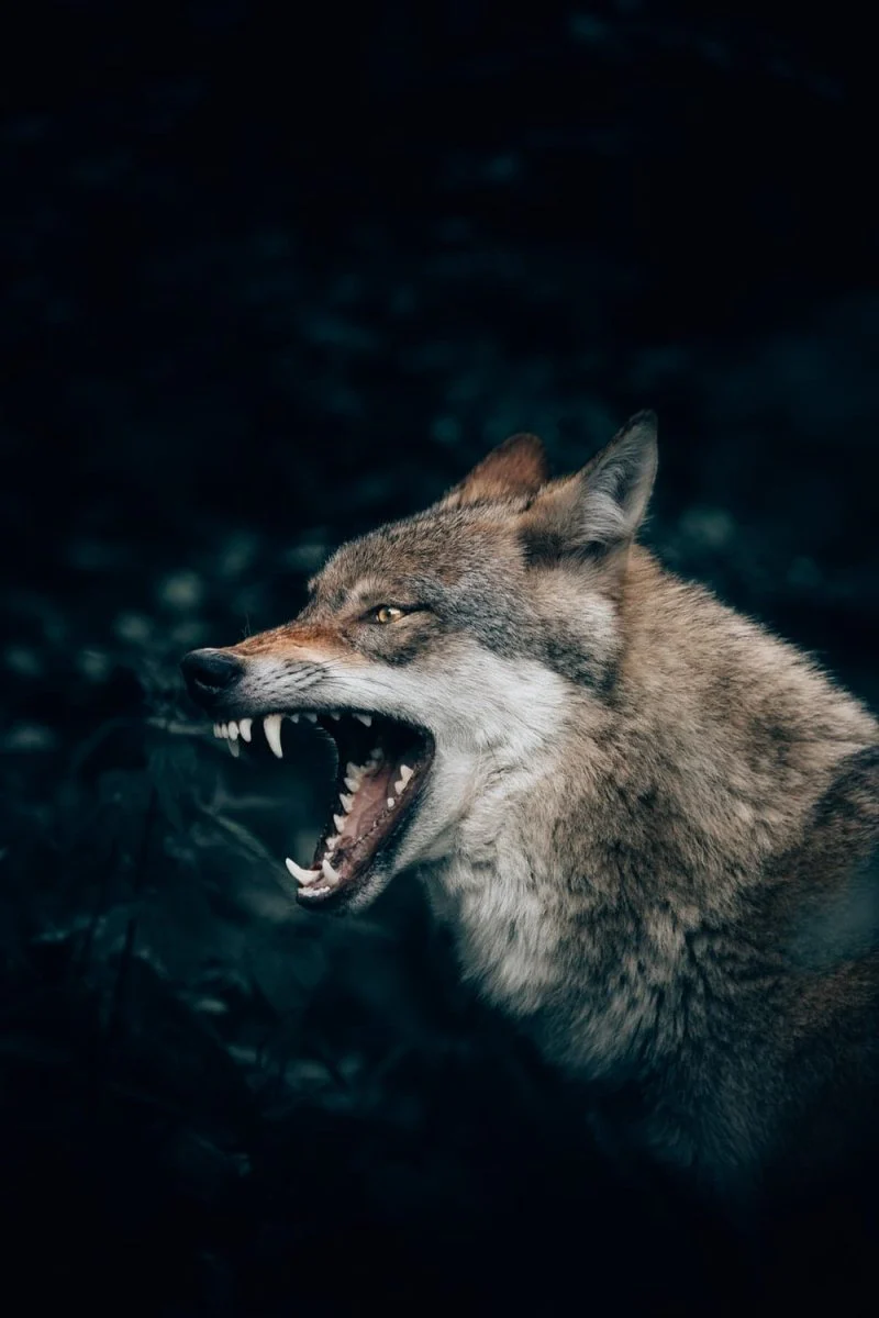 Paint By Numbers | Wolf - Wolf With Open Mouth