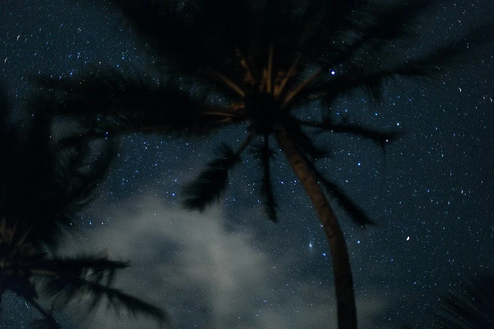 Paint By Numbers | Black Widow Spider - Worm'S Eye View Photography Of Coconut Tree And Stars