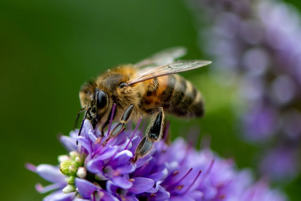 Paint By Numbers | Bee - Yellow And Black Bee On Purple Flower