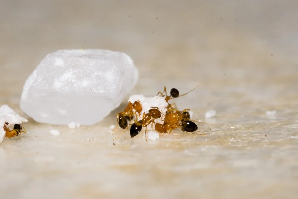 Paint By Numbers | Ant - Yellow And Black Bee On White Ice