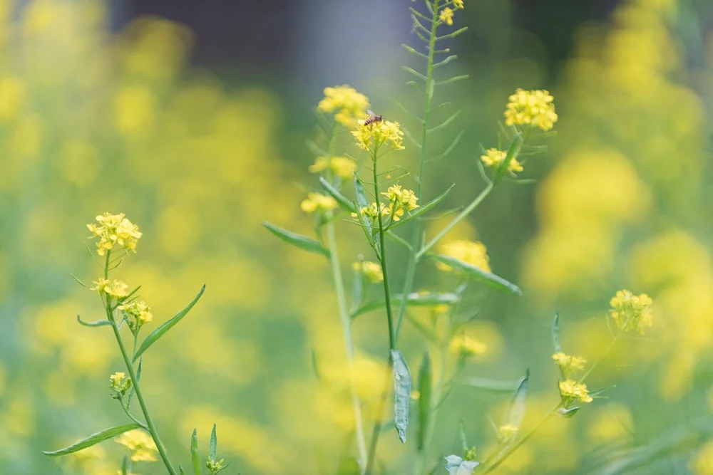 Paint By Numbers | Shaoxing - Yellow Flower In Tilt Shift Lens