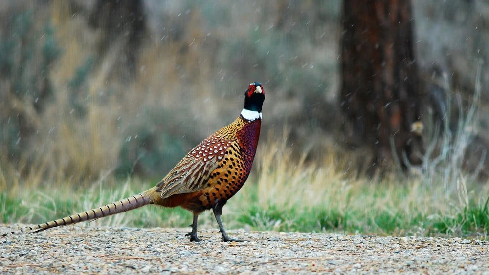 Paint By Numbers | Pheasant - Yellow, Red, And Black Bird On Ground