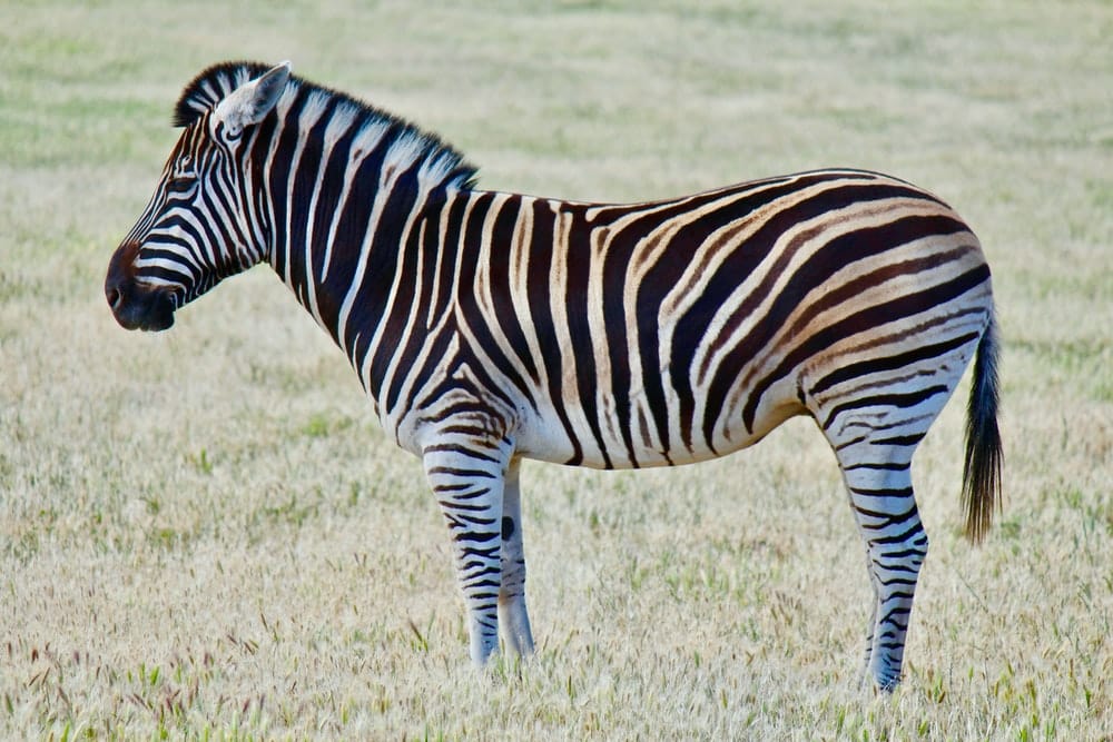 Paint By Numbers | Zebra - Zebra On Green Grass Field During Daytime Photo